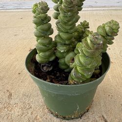 String Of Button Plant 4” Healthy !