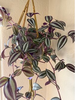 Wondering Jew plant in a hanging planter