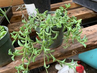 String of dolphin in 4 in pot onsale