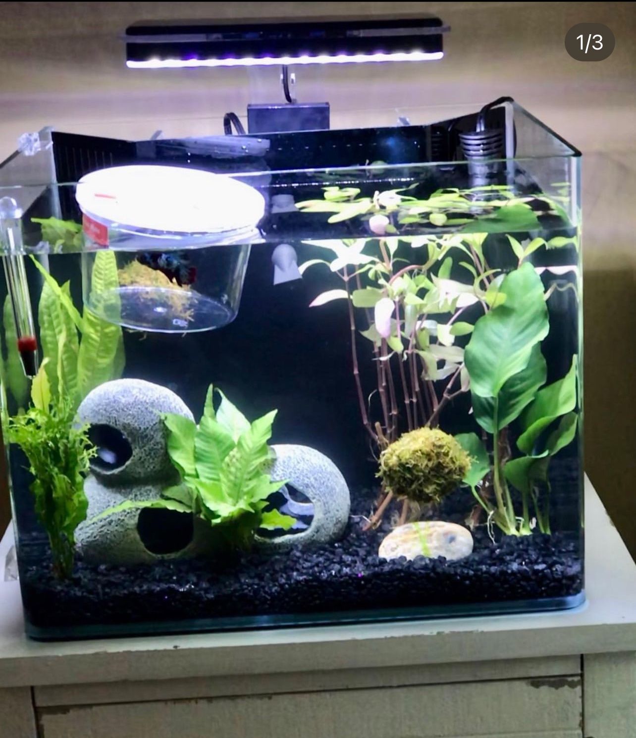 6.8 gallon frameless Imagitarium fish tank 
