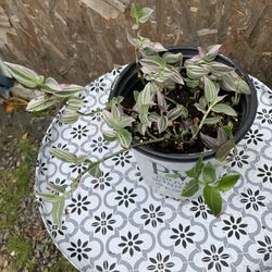 Indoor Plant