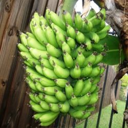 Dwarf Cavendish Banana Trees 😃😃😃🌿🌿🌿🌿
