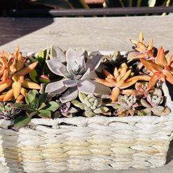 Mix Succulents In Basket 