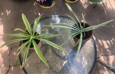 Spider Plant (Chlorophytum comosum), known for its thin, arching variegated leaves.
