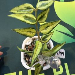 Hoya Bella ‘Sandwich’