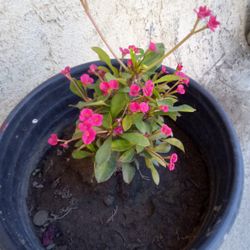 Plantas