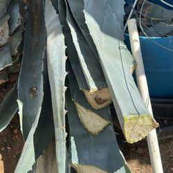 Hojas De Mescal 