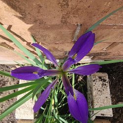 Iris Purple Iris 