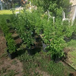 Chile plants for Sale