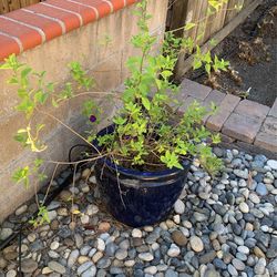 Potato Plant In Blue Ceramic Pot 
