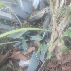 plantas