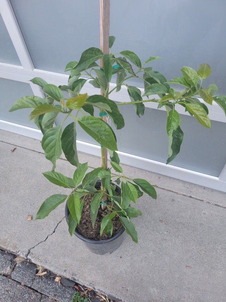 Mexicola Grande Avocado Tree