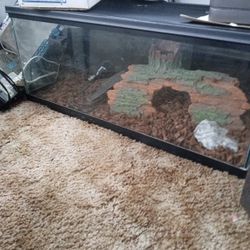 Reptile Aquarium Setup 