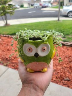 Little miss sedum succulent