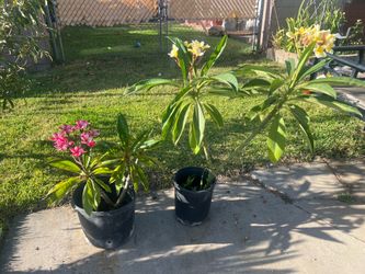 Plumeria plants