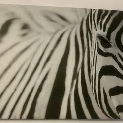 Zebra Canvas