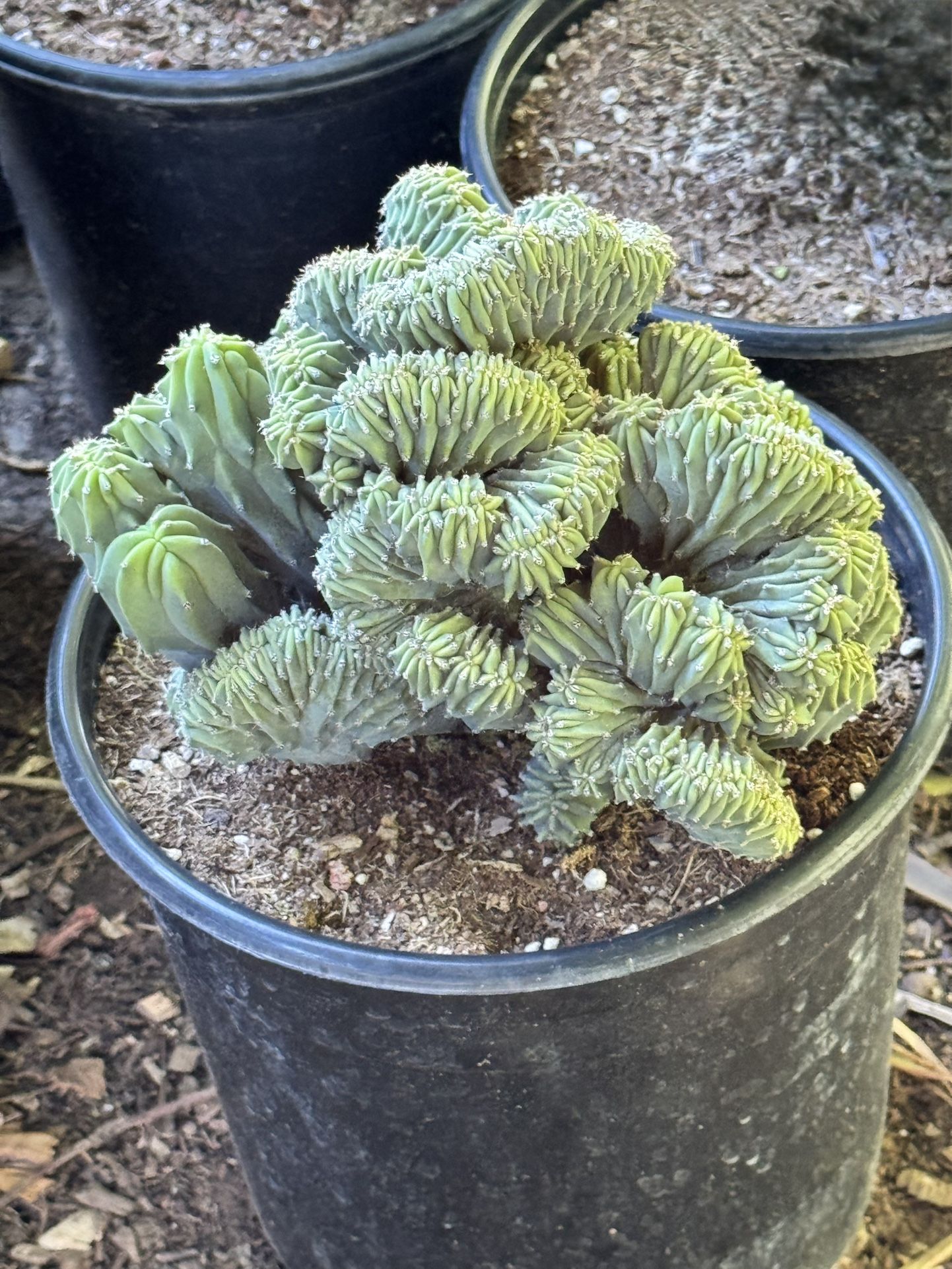 myrtillocactus geometrizans cristata