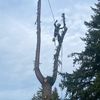 TreeService