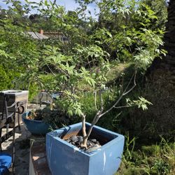 Miniature Tree And Pott