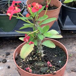  Crown of Thorns, Euphorbia milii, Madagascar Christ Thorn