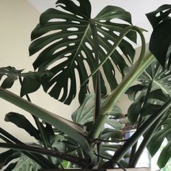 Various sizes available philodendron monsteras