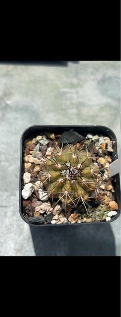 Copiapoa