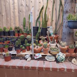 Cacti, Succulents and Hoyas 
