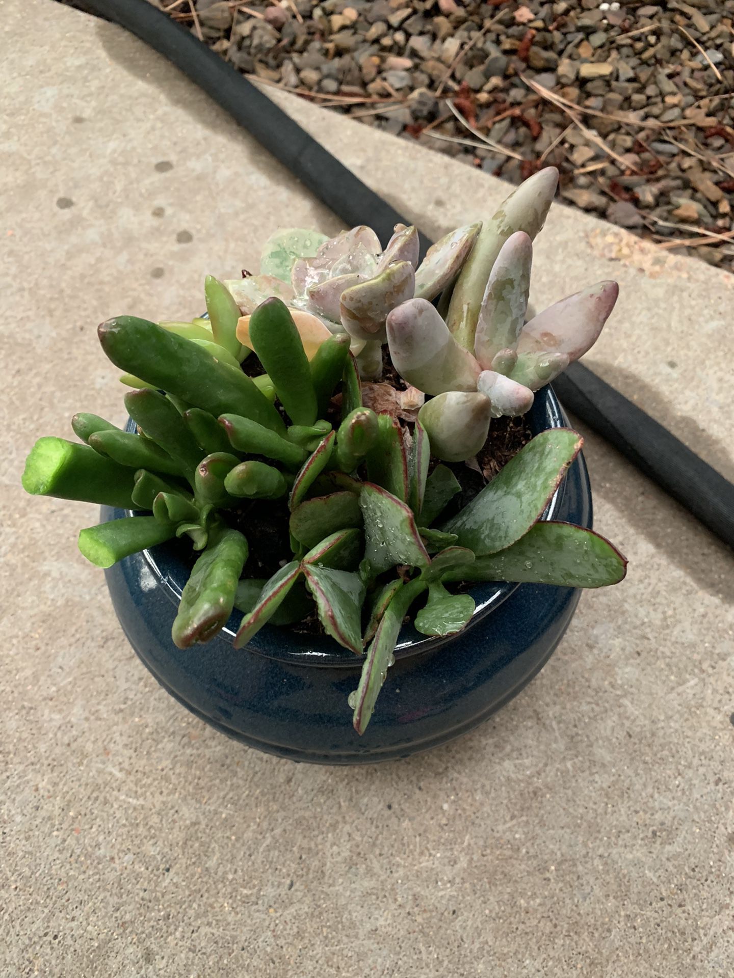 Succulent Bowl