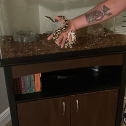 Ball Python Tank Stand