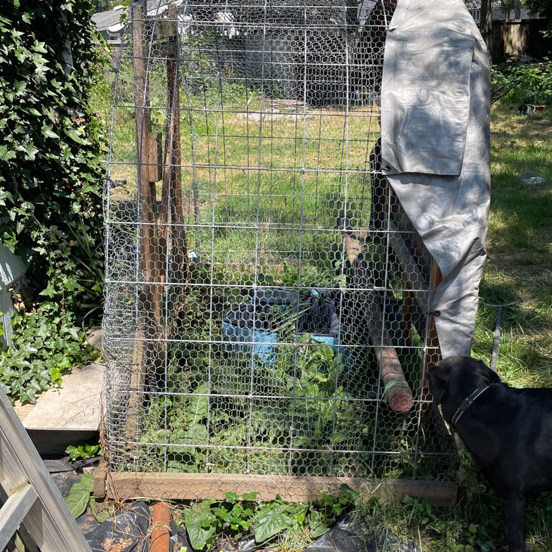 Chicken Coop for Sale in Federal Way, WA OfferUp