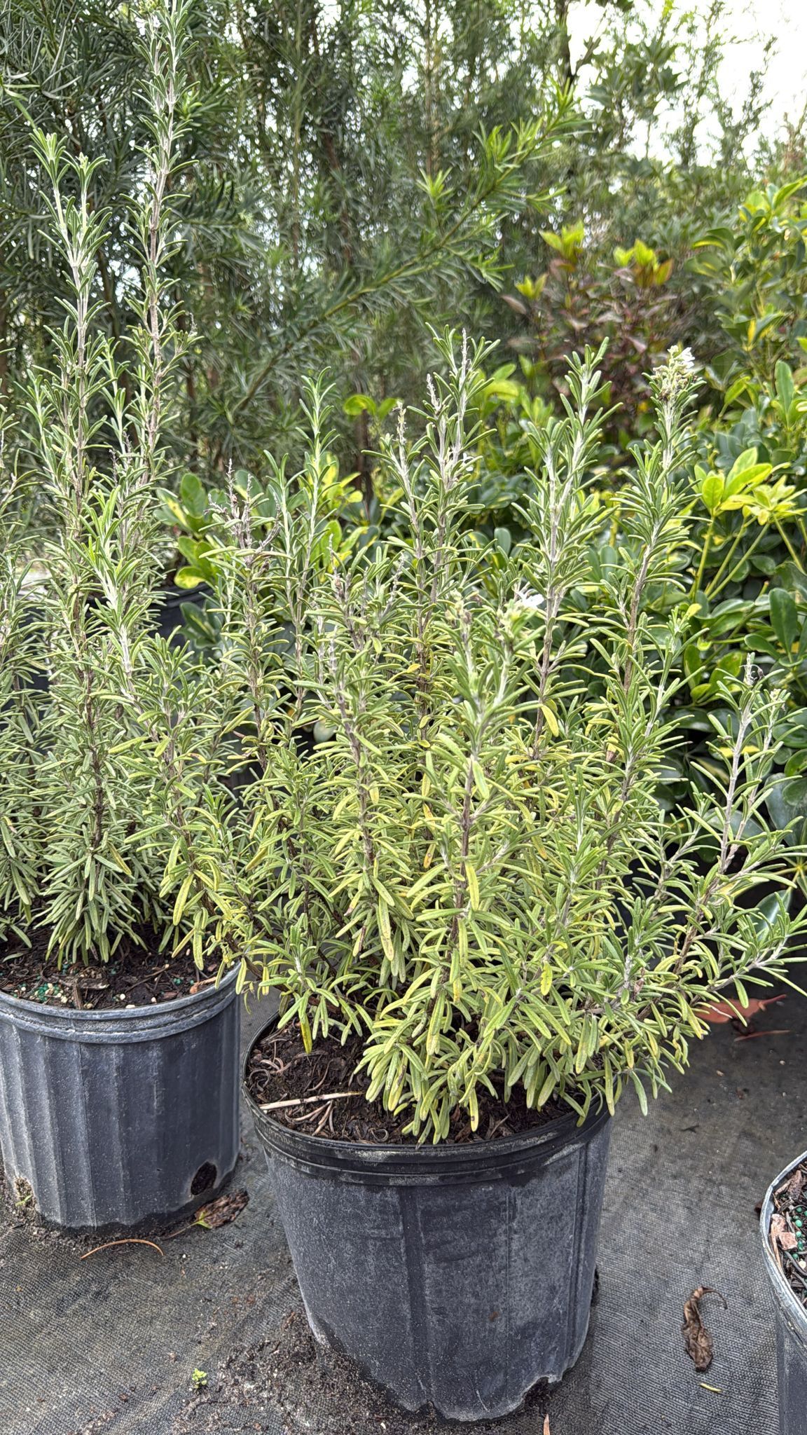 Rosemary - 3gl