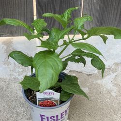 VERY SPICY HOT 🌶️ GHOST CHILI CHILIES PEPPER PLANT VEGGIE VEGETABLES