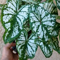 Caladium Plant "White Christmas " $25