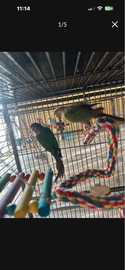 Cage with toys