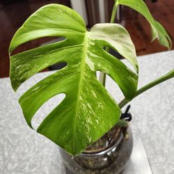 Plant Deliciosa Albo 