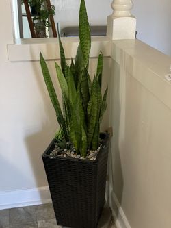 Plant For Sale