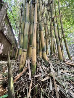 Asian-Lemon XL Size Valued Rhizome Division