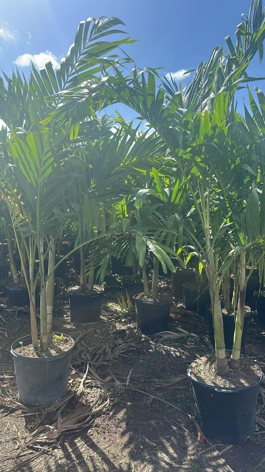 Christmas Palms Over 7 Feet Tall Instant Privacy Hedge