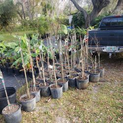 Peaches, Plums, Necterines, Persimmon, Figs, And Pomegranate