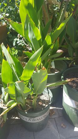 9 plants cala lilies