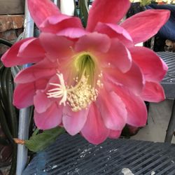 Light Pink Flower Epiphyllum.