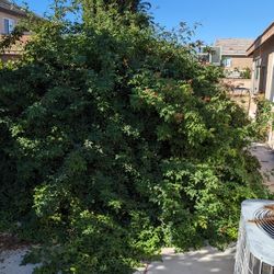 Good Lawn Mower And Grass And Clean Ups