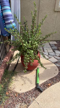 Potted Plant With Planter