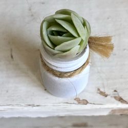 Adorable Baby Succulent 