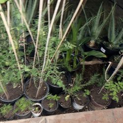 Plants Available For Sale