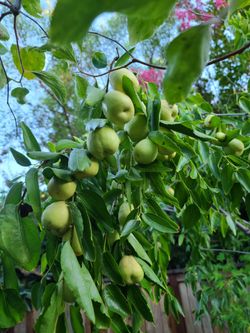 Shanxi Li Jujube