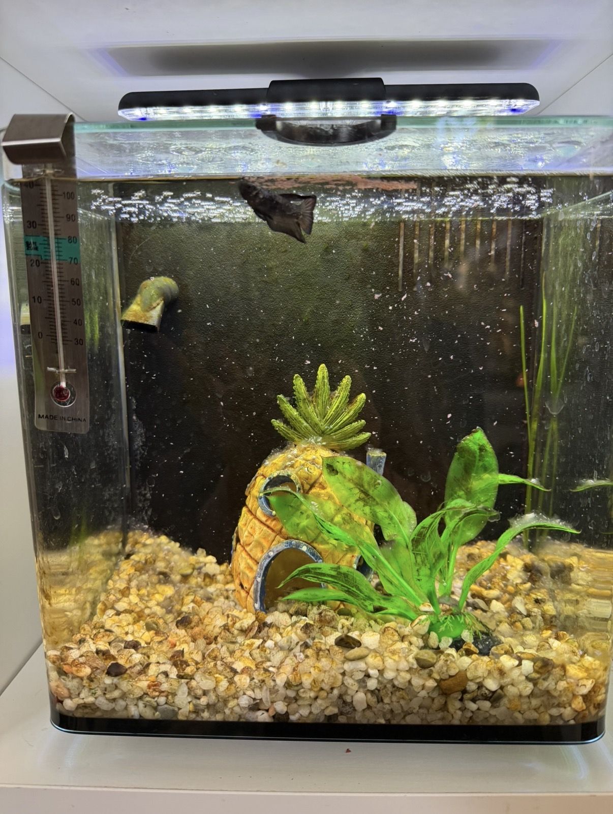 Fish Tank Wall Setup – Tanks, Fish, Heaters, Decor – $350 for Everything