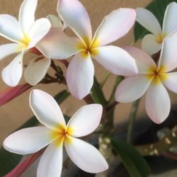 Plumeria plant in pot