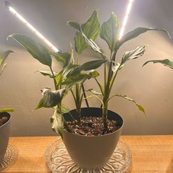 Two-tone Aglaonema Chinese Evergreen Plant in Faux Concrete Planter