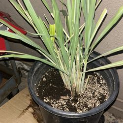 Lemon Grass